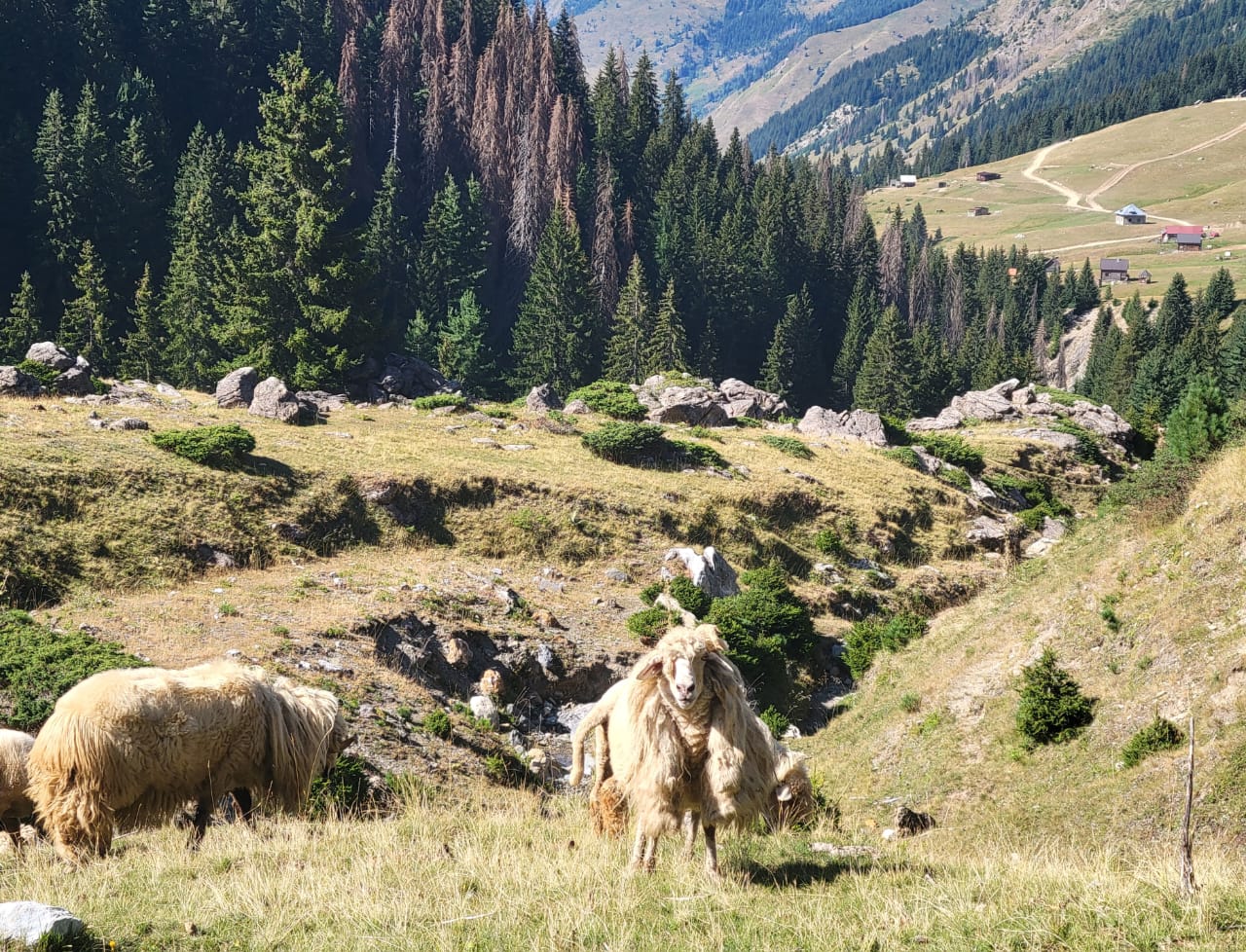 Sheep grazing on a high pasture in Prokletije